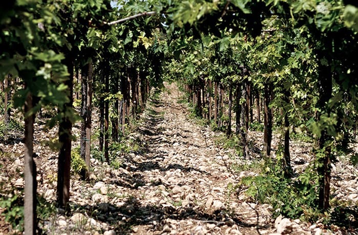 vigna il pastino